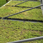 Gründach der Überdachung System O