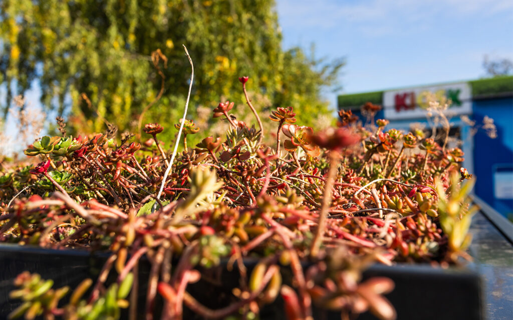 Gründach auf der PROTECT BOX