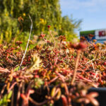 Gründach auf der PROTECT BOX