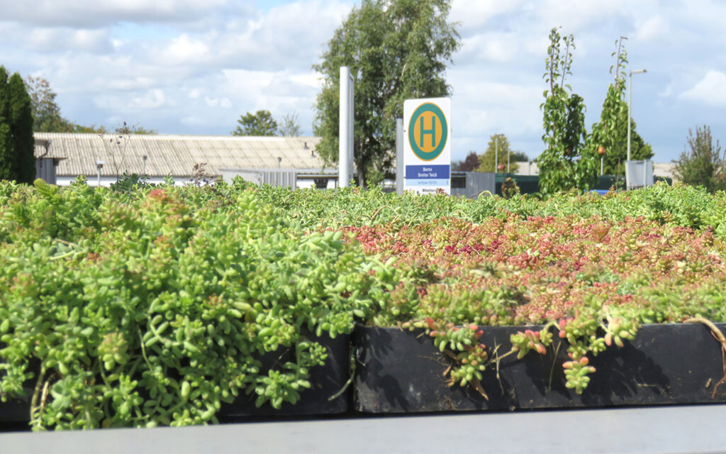 Ansicht der Bepflanzung der Dachkassetten der Wartehalle A-G