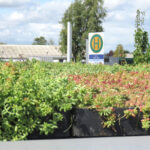 Ansicht der Bepflanzung der Dachkassetten der Wartehalle A-G