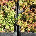 Sedum-Varianten zur Begrünung der Dachkassetten beim Gründach