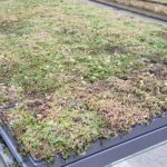 Detail Dacheindeckung mit Gründach